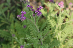 Cyathocline purpurea